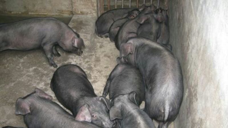 苏太母猪乳头16个瘦肉型