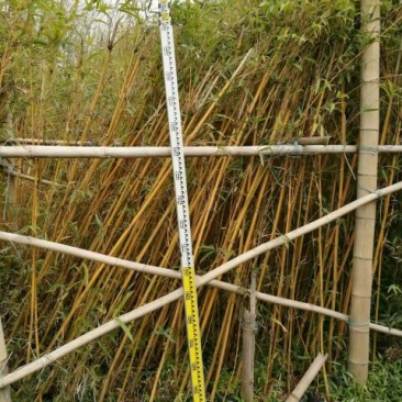 竹子2~3m
