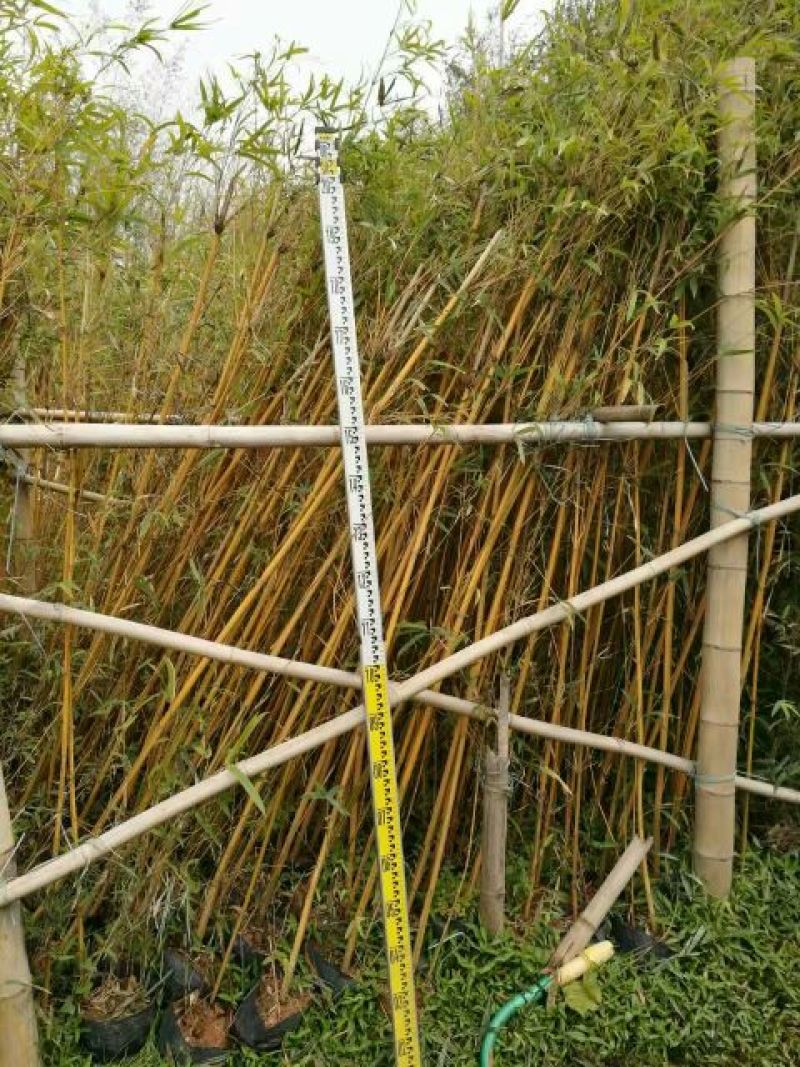 竹子2~3m