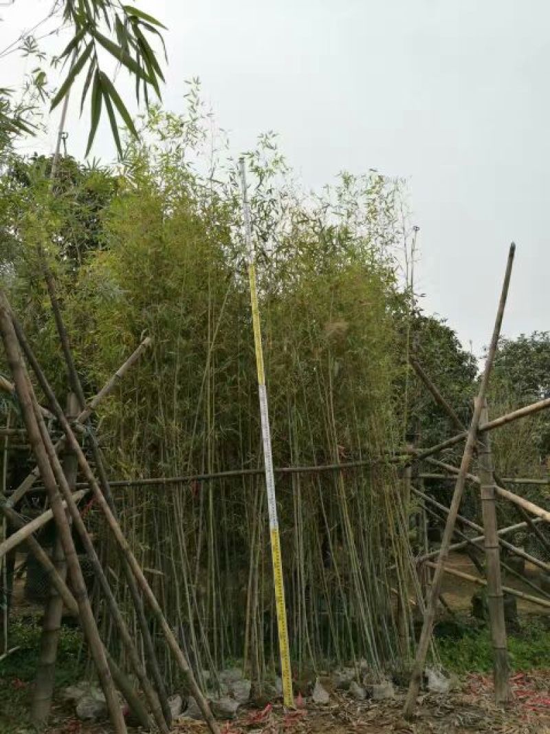 竹子2~3m