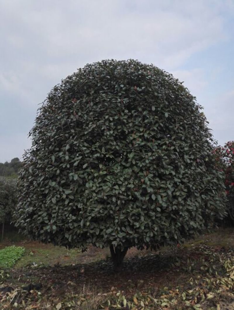 红叶石楠14~16cm12~14cm3.5~4米