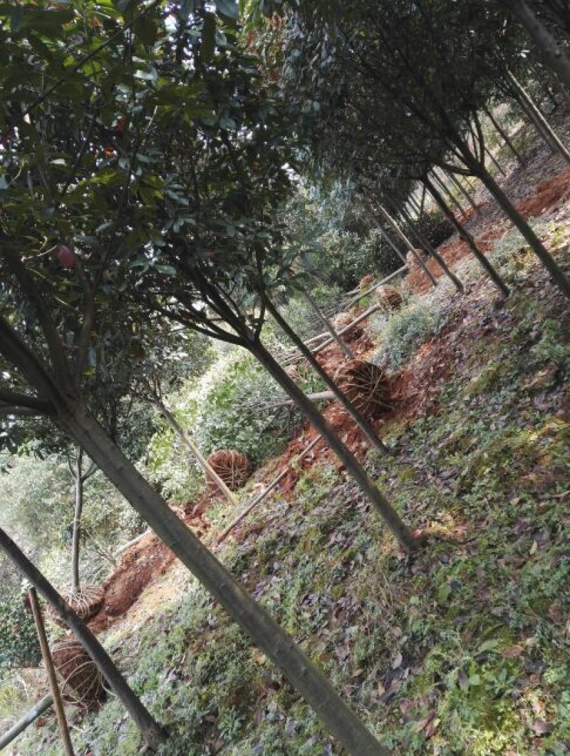 红叶石楠14~16cm12~14cm3.5~4米