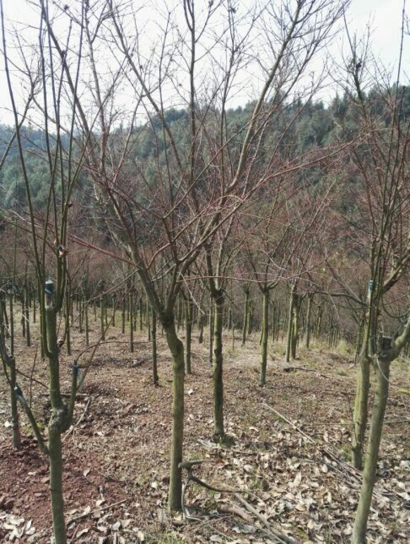 红枫古桩5~10cm