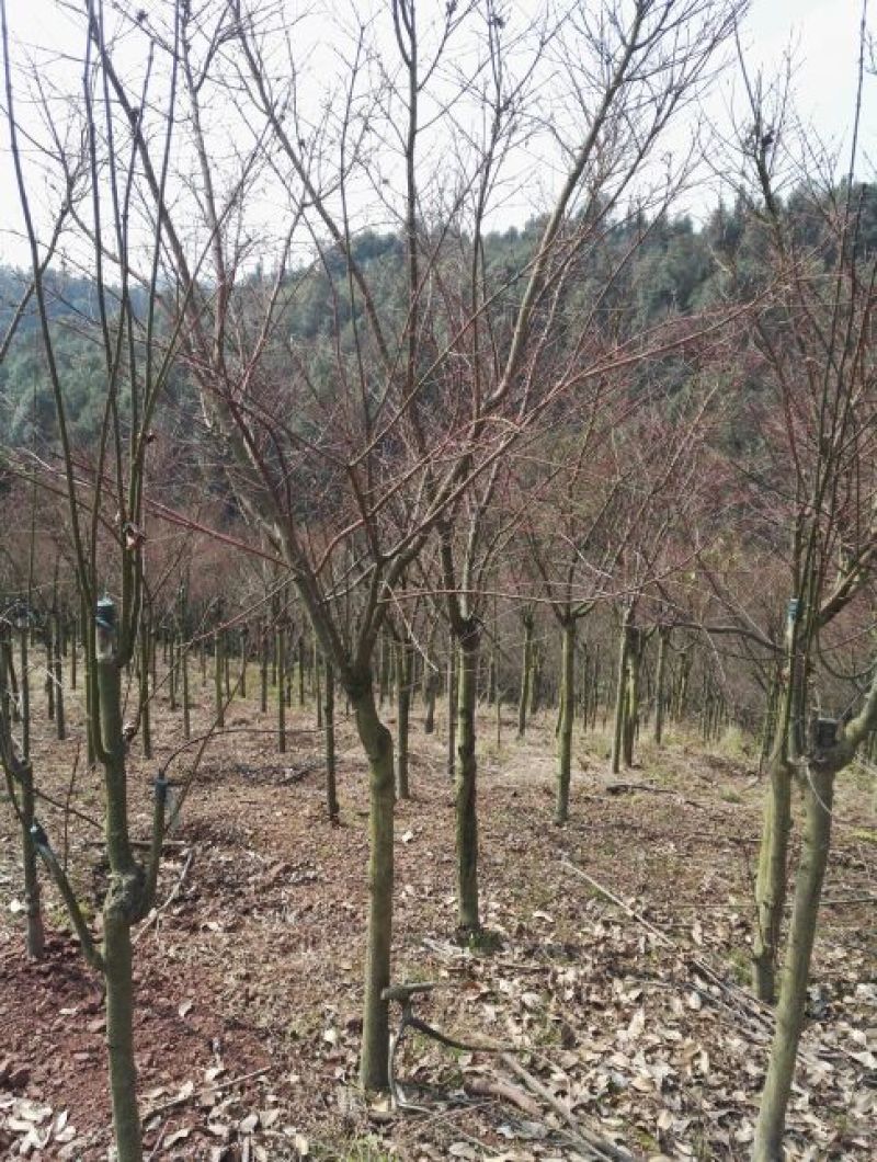 红枫古桩5~10cm