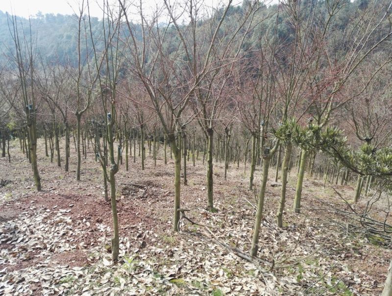 红枫古桩5~10cm