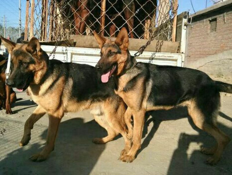 德国牧羊犬公母幼苗成年通货
