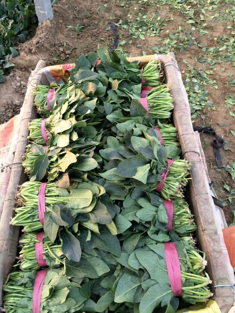 菠菜20~25厘米