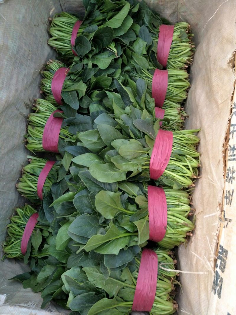 菠菜20~25厘米