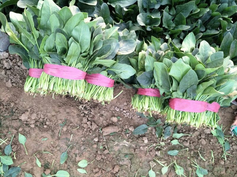 菠菜20~25厘米