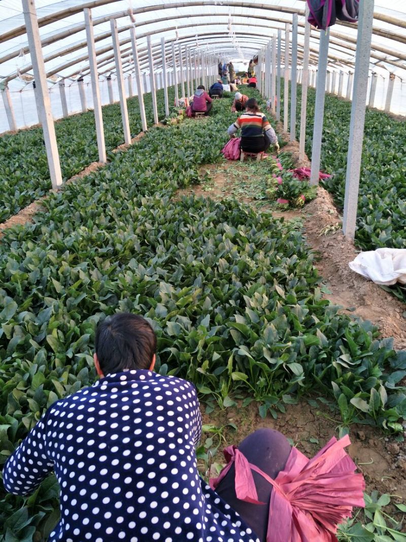 菠菜20~25厘米