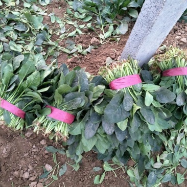 菠菜20~25厘米