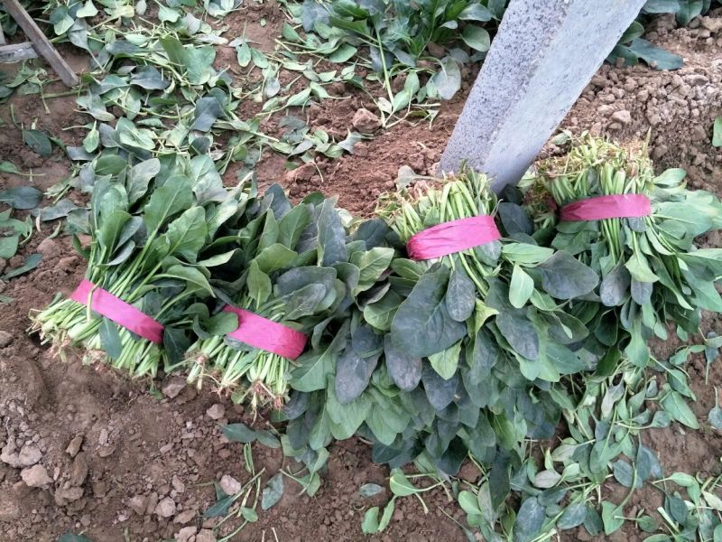 菠菜20~25厘米