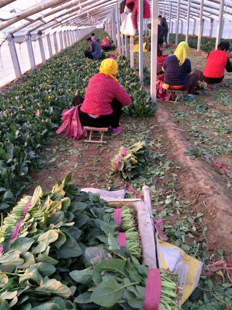 菠菜20~25厘米