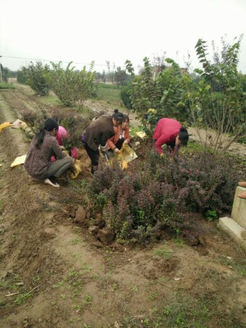 美国红枫10cm以下