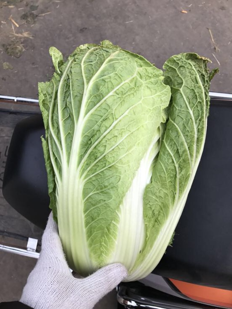 白菜4~6斤净菜