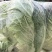 白菜4~6斤净菜