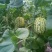 花蕾甜瓜花蕾瓜花蕾香瓜大量供应实力代办