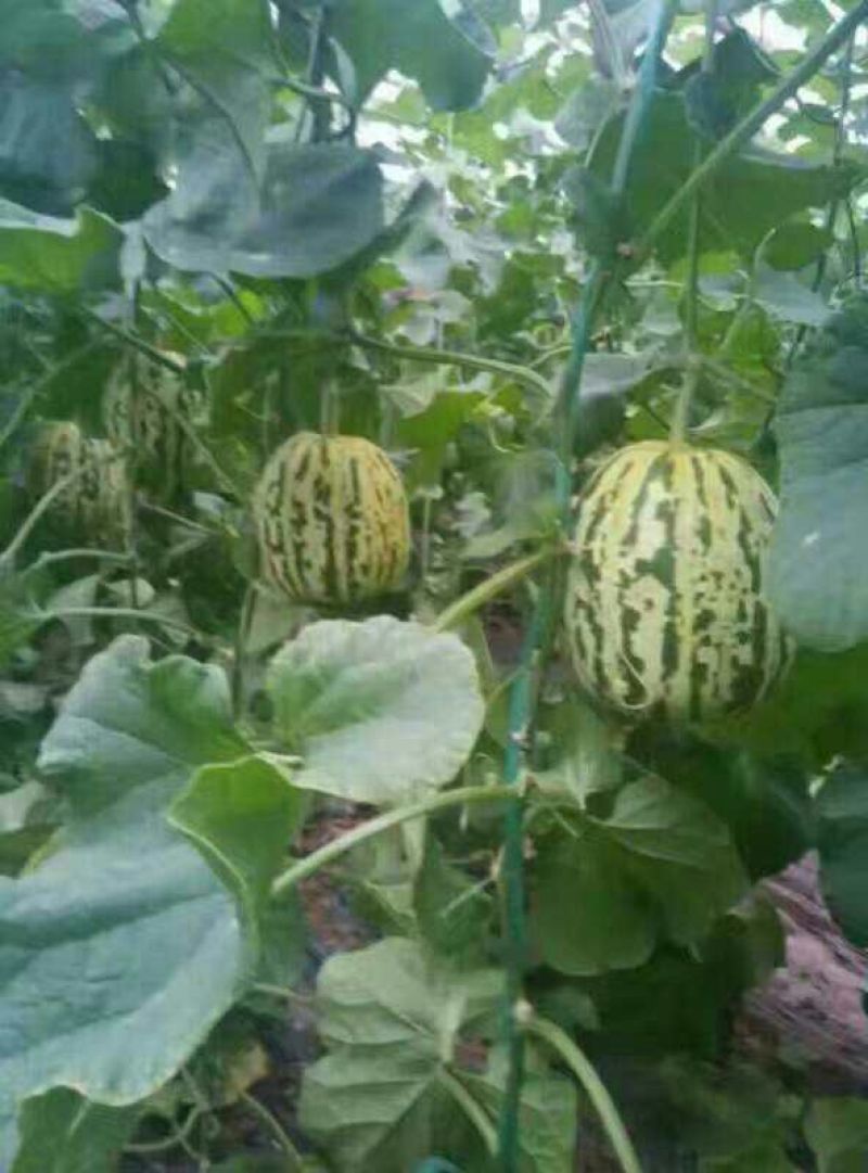 花蕾甜瓜花蕾瓜花蕾香瓜大量供应实力代办