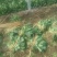 大叶菠菜35~40厘米