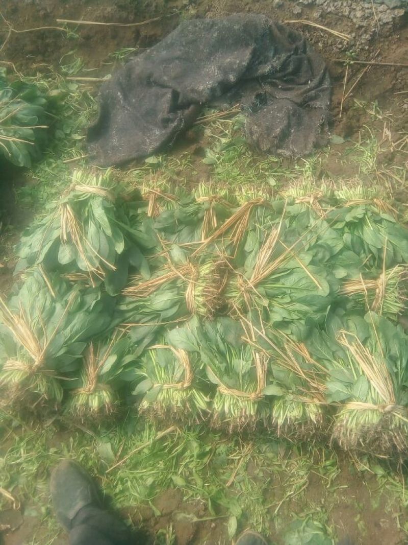 大叶菠菜35~40厘米