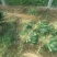 大叶菠菜35~40厘米