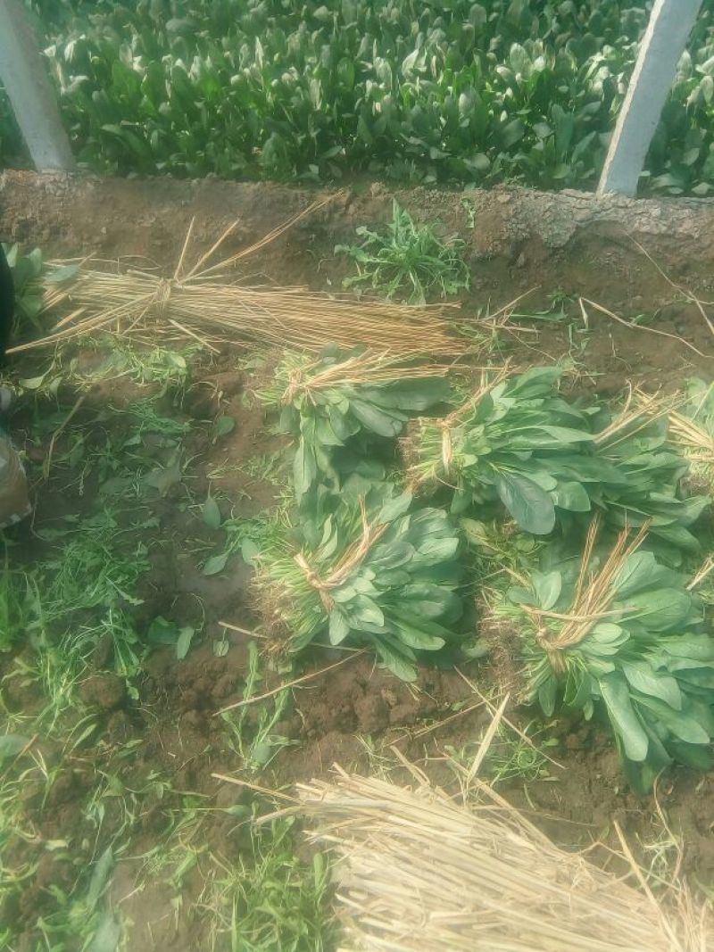 大叶菠菜35~40厘米