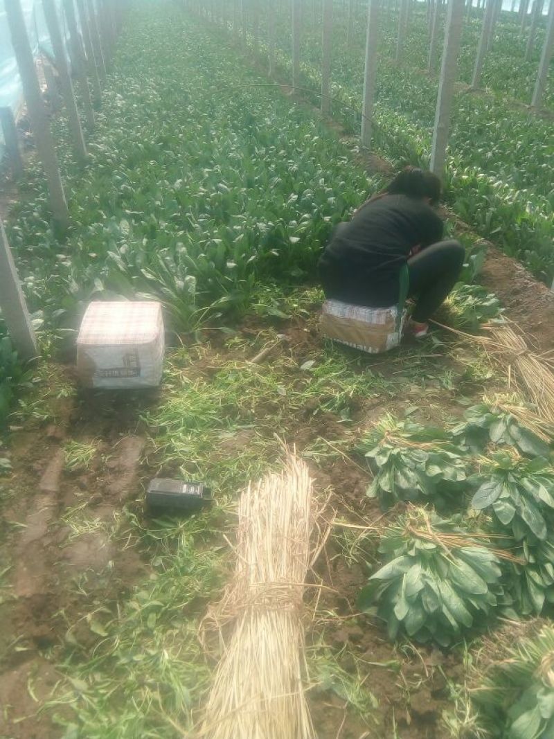 大叶菠菜35~40厘米