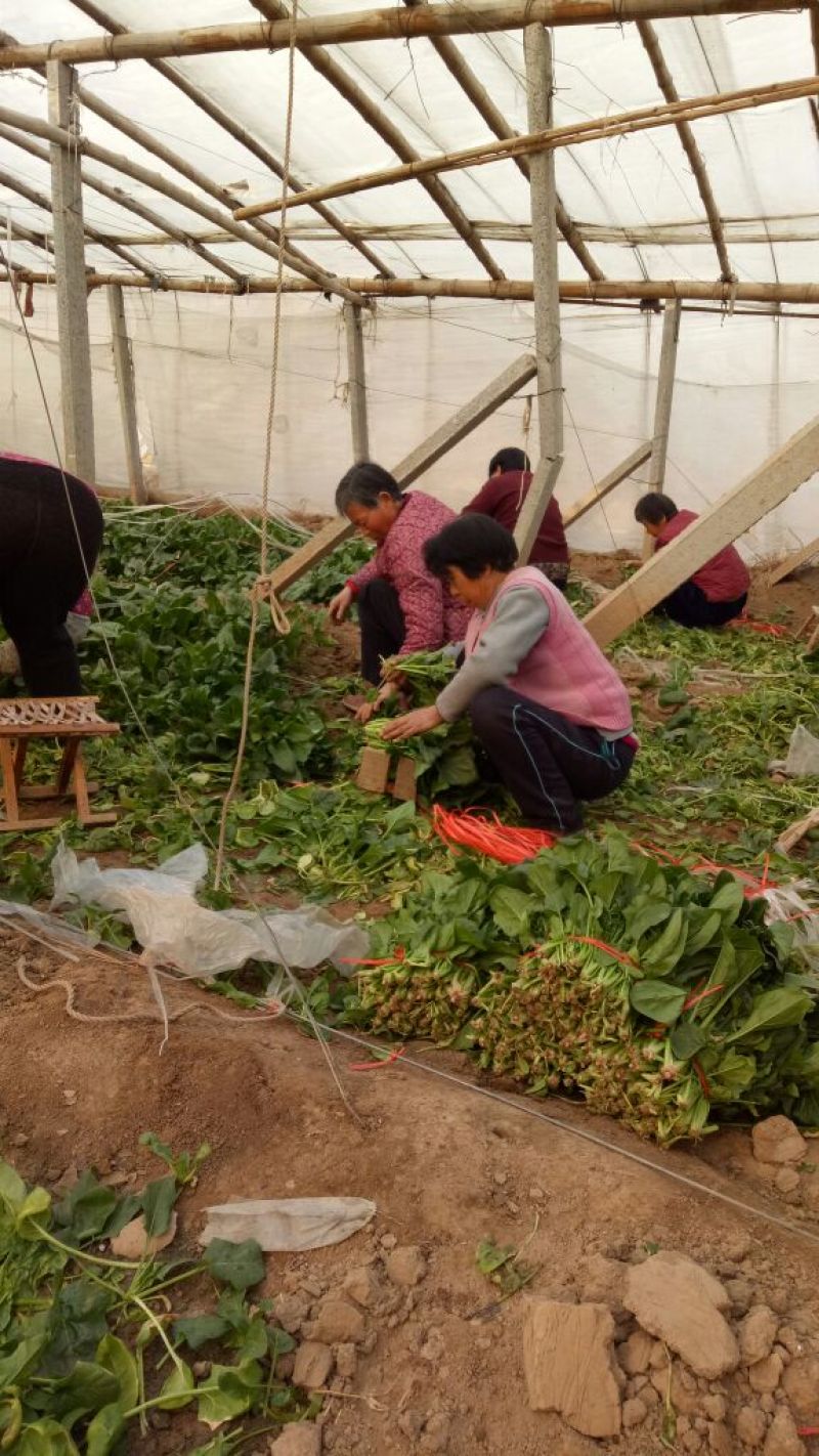 大叶菠菜20~25厘米