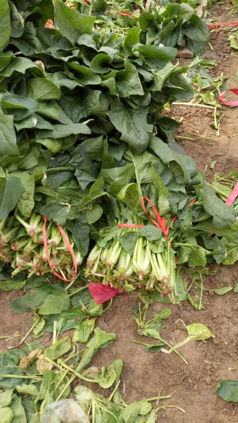 大叶菠菜20~25厘米