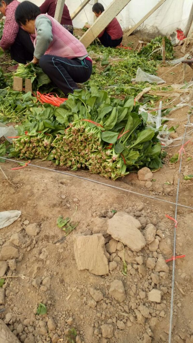 大叶菠菜20~25厘米