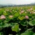 荷花种苗太空莲湘莲藕藕苗红花莲种苗观赏莲藕种苗阳台景区