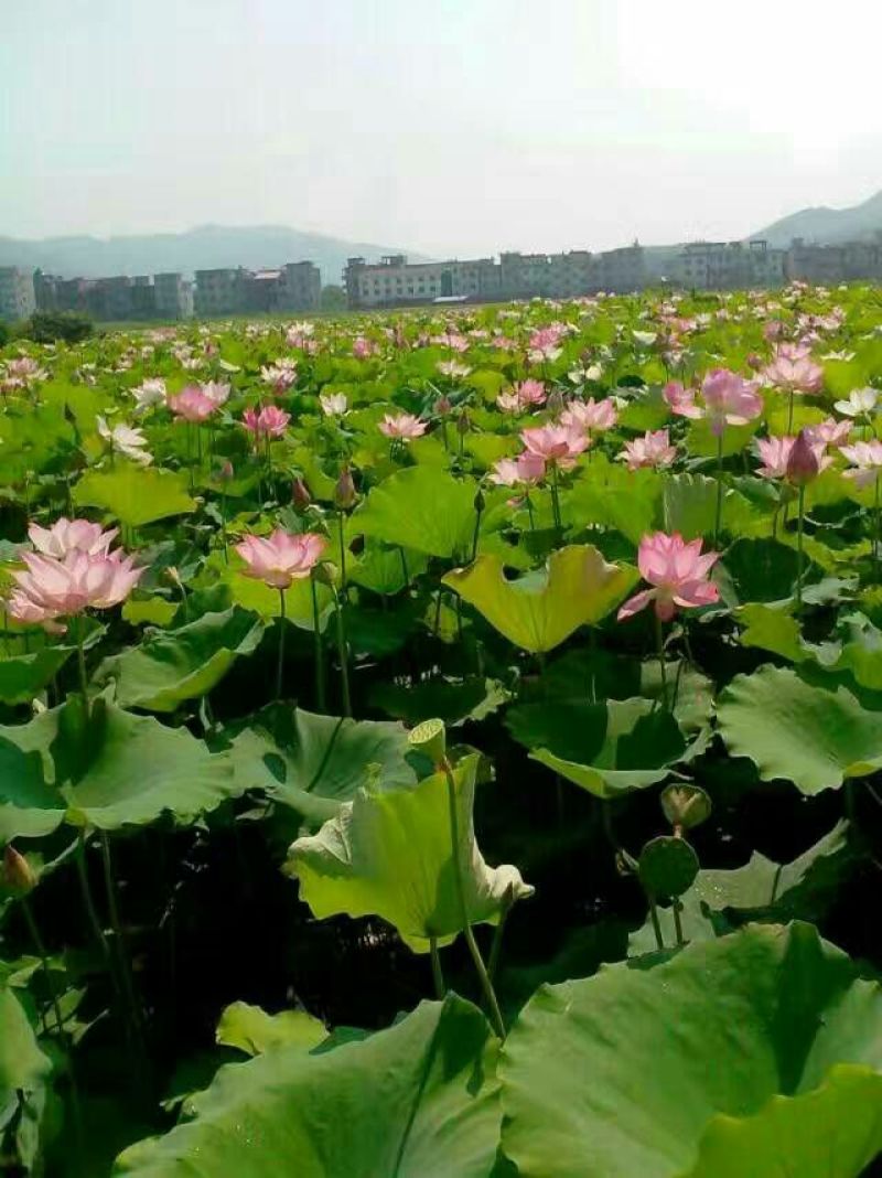 荷花种苗太空莲湘莲藕藕苗红花莲种苗观赏莲藕种苗阳台景区