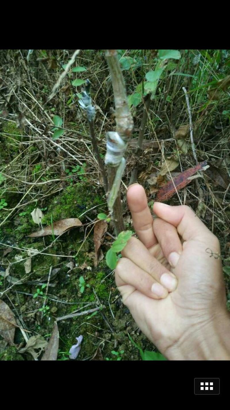 密丝枣苗包邮，包邮，包邮