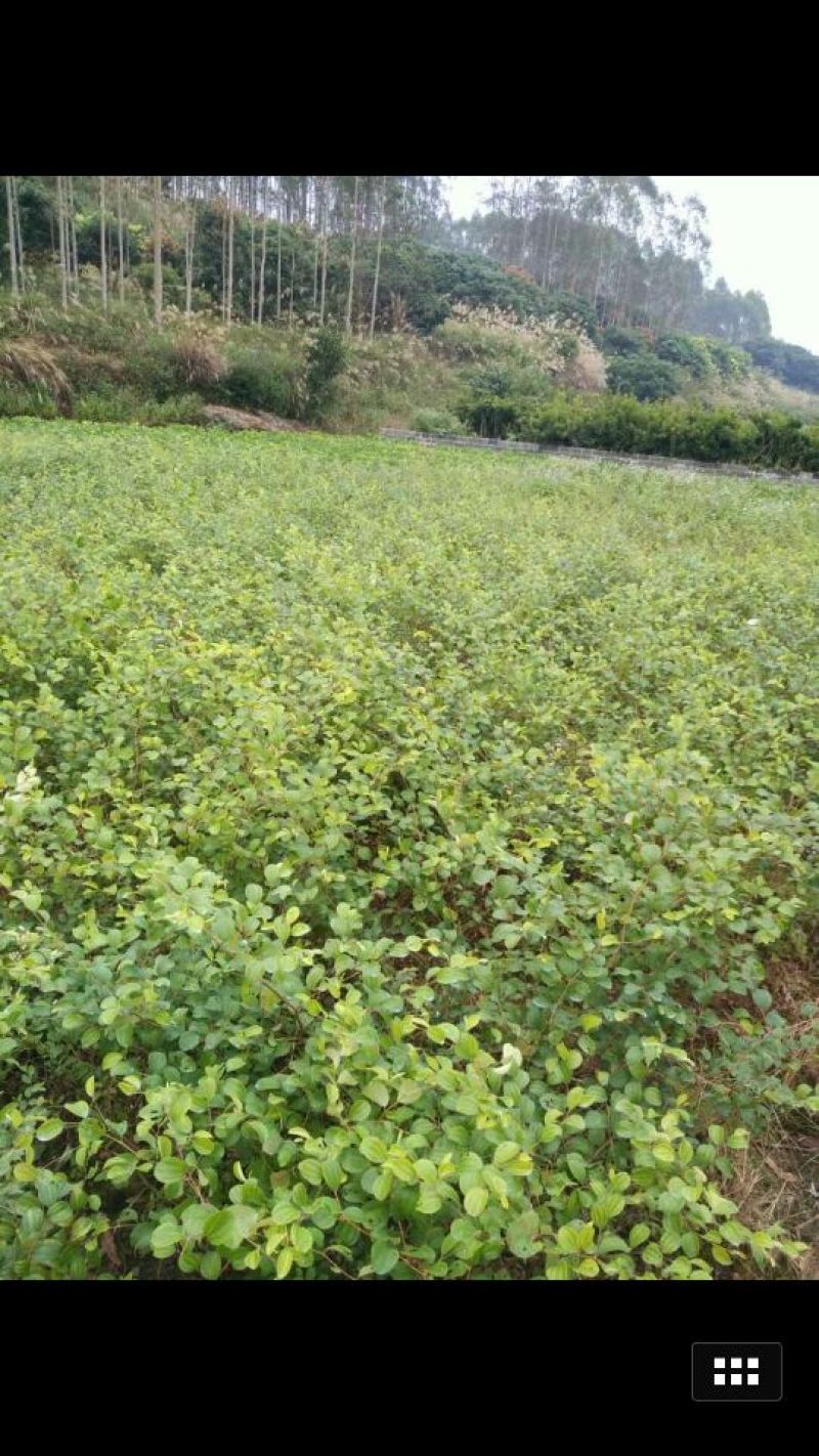 密丝枣苗包邮，包邮，包邮