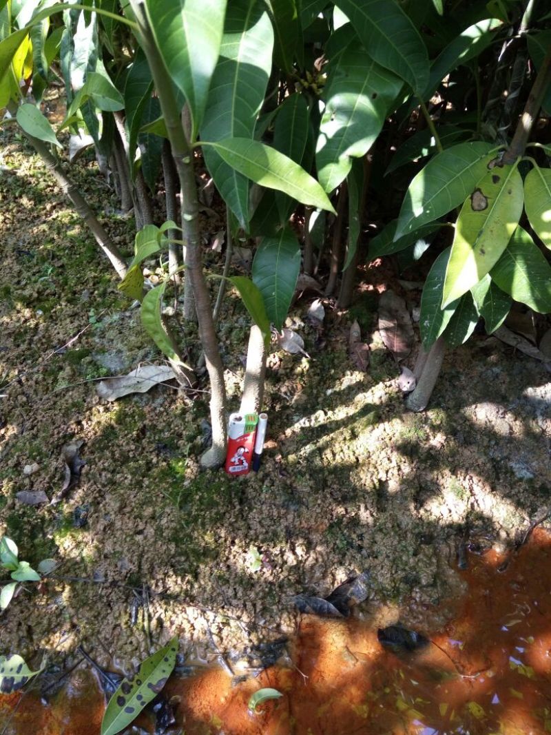 密丝枣苗包邮，包邮，包邮