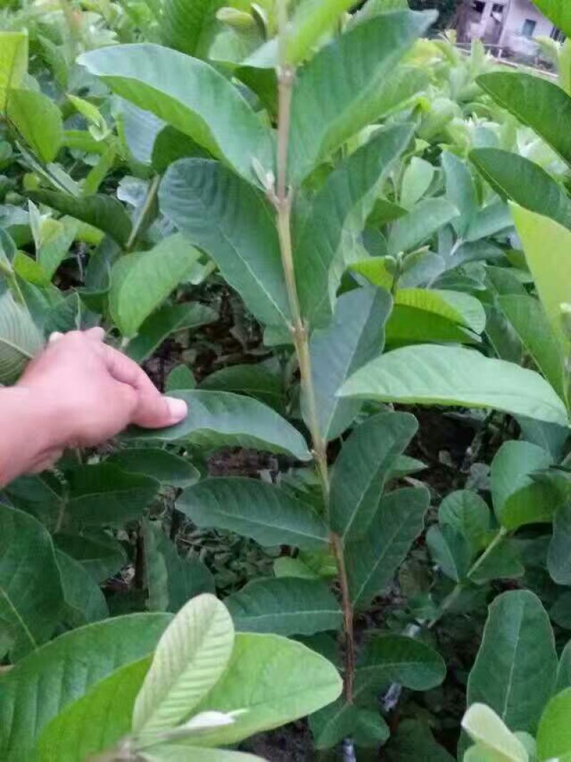 番石榴苗50~80cm
