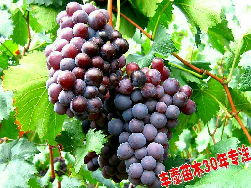 葡萄苗，种植葡萄苗，葡萄苗种植，《山东丰泰苗木》专业技术