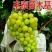 葡萄苗，种植葡萄苗，葡萄苗种植，《山东丰泰苗木》专业技术