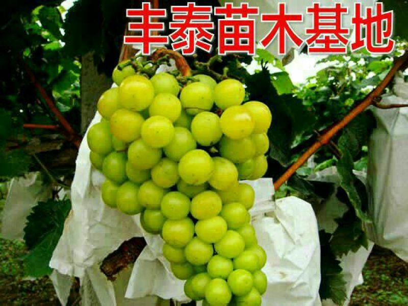 葡萄苗，种植葡萄苗，葡萄苗种植，《山东丰泰苗木》专业技术