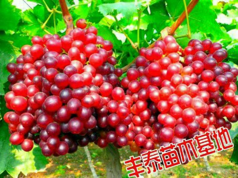 葡萄苗，种植葡萄苗，葡萄苗种植，《山东丰泰苗木》专业技术