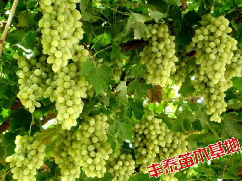 葡萄苗，种植葡萄苗，葡萄苗种植，《山东丰泰苗木》专业技术