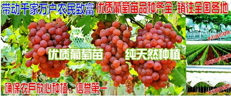 葡萄苗，种植葡萄苗，葡萄苗种植，《山东丰泰苗木》专业技术