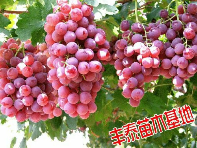 葡萄苗，种植葡萄苗，葡萄苗种植，《山东丰泰苗木》专业技术