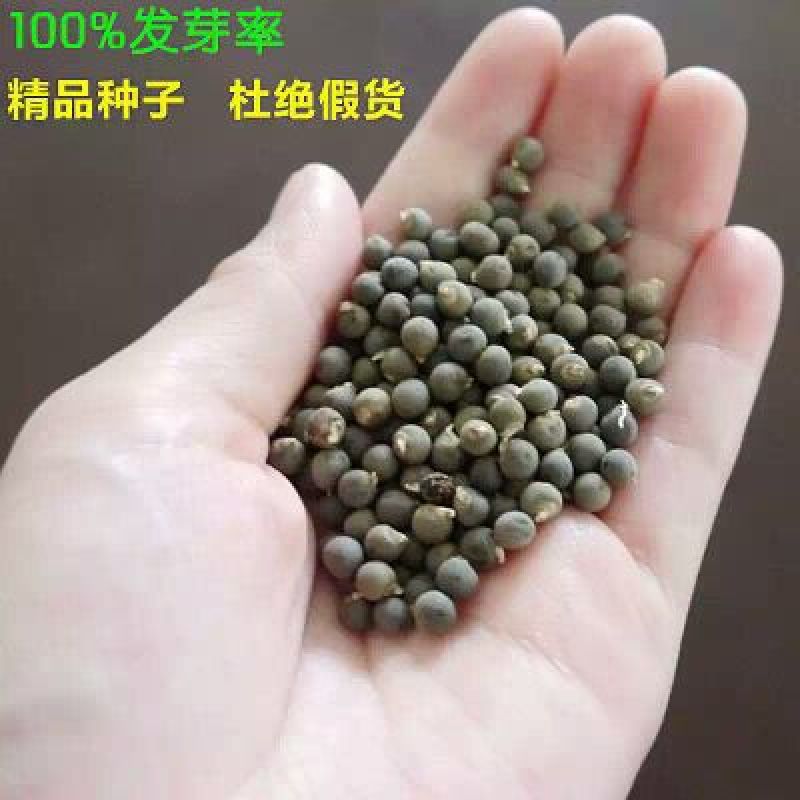 黄秋葵种子98%以上