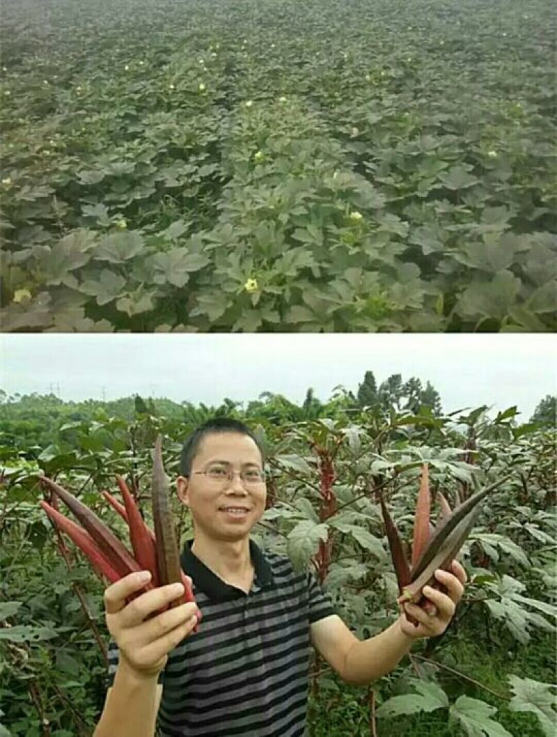 黄秋葵种子98%以上