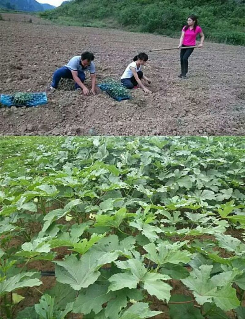 黄秋葵种子98%以上