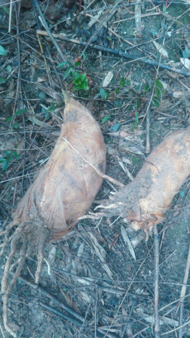 春笋30cm以上