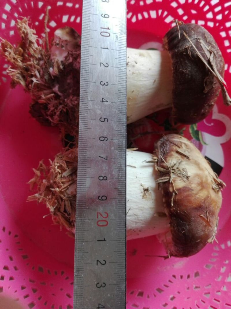 蘑菇，鲜蘑菇，食用菌，新鲜鲜姬松茸