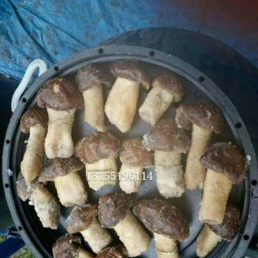 蘑菇，鲜蘑菇，食用菌，新鲜鲜姬松茸