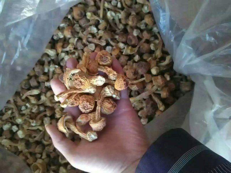 蘑菇，鲜蘑菇，食用菌，新鲜鲜姬松茸